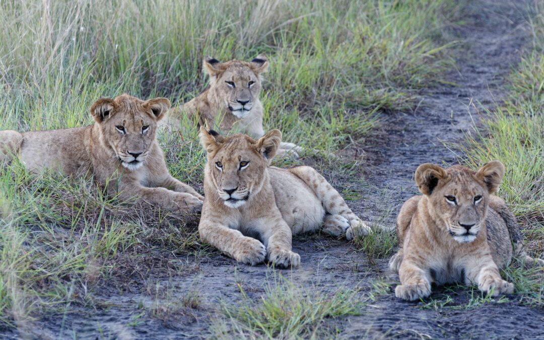 Best Time To Visit Botswana: Your Ultimate Safari Season Guide